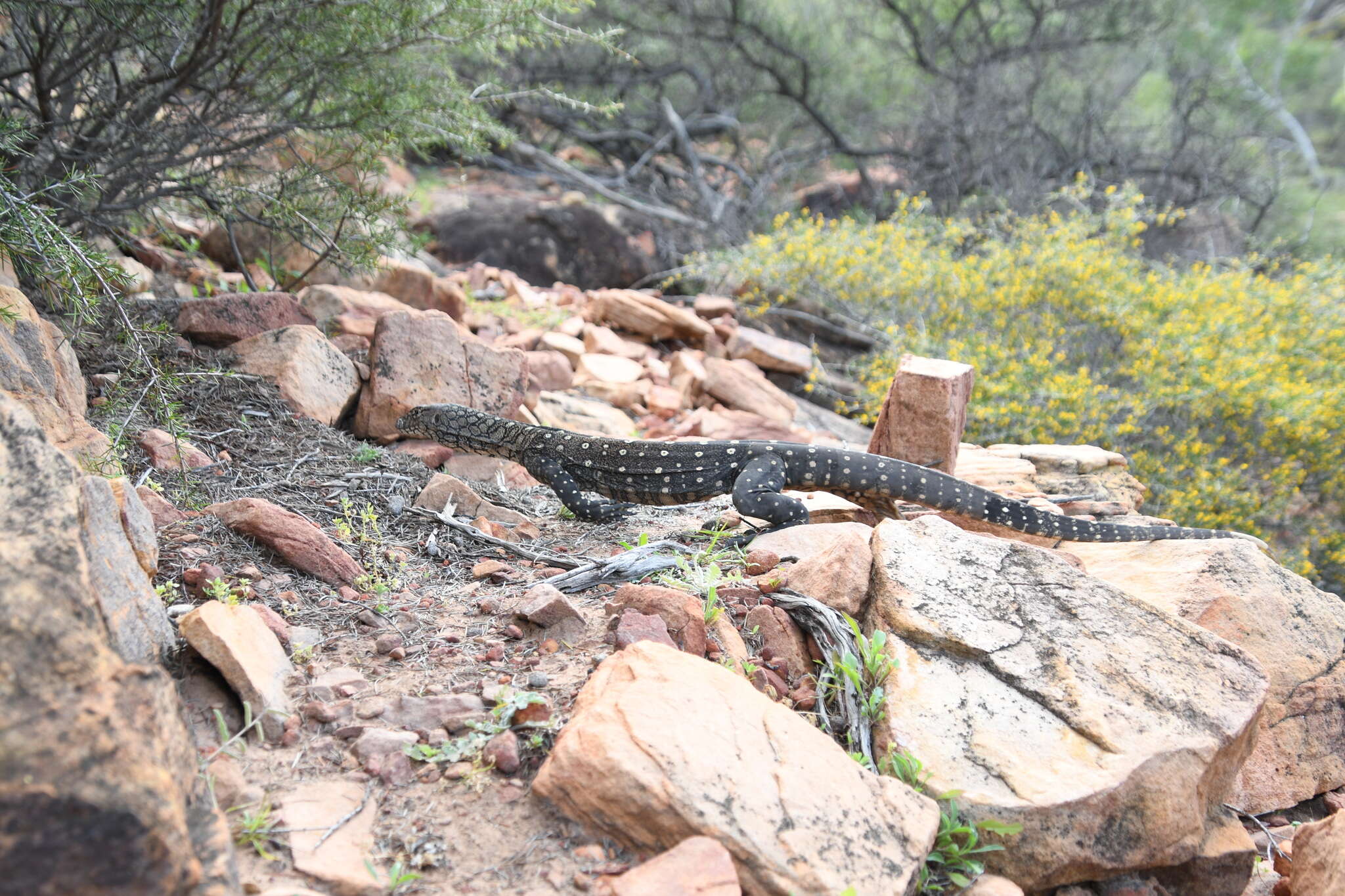 Image of Perentie