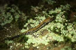 Image of Plethodon petraeus Wynn, Highton & Jacobs 1988