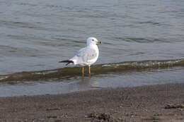 Image of Ring-billed Gull