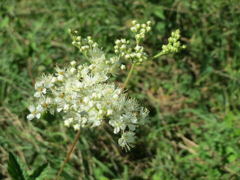 Image of Meadowsweet