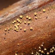 Image of Lachnum pteridophyllum (Rodway) Spooner 1987