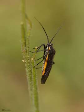 Capsodes pauperatus (Reuter 1896) resmi