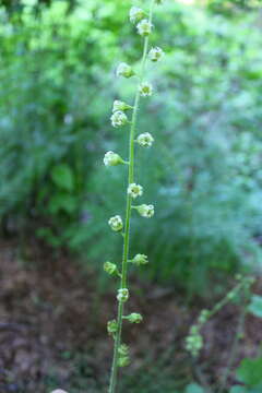 Image of fringe cup