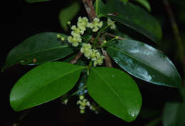 Image of Euonymus australiana F. Müll.