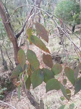 Image of broadleaf peppermint gum