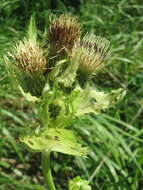 Image of Cabbage Thistle