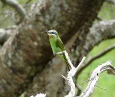 Image of Blue-cheeked Bee-eater