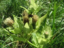 Image of Cabbage Thistle