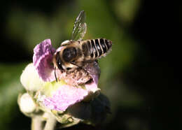 Image de Megachile leachella Curtis 1828