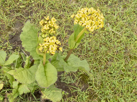 Image of Ligularia amplexicaulis (Wall.) DC.