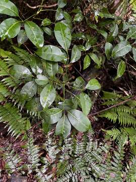 Image of Melicope hayesii T. G. Hartley