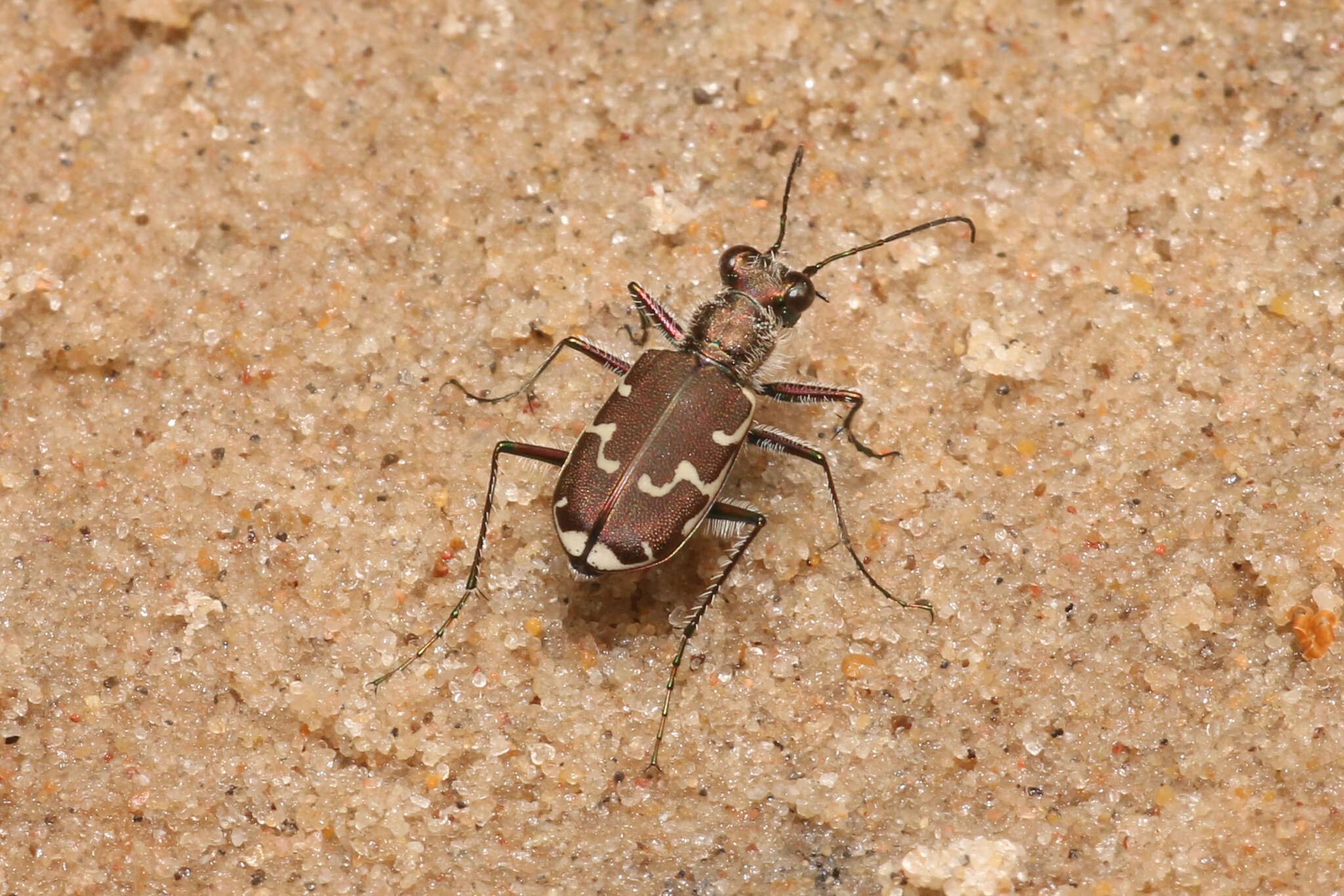 Imagem de Cicindela (Cicindela) repanda repanda Dejean 1825