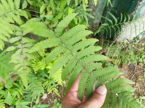 Image of Parasitic Waterfall Fern