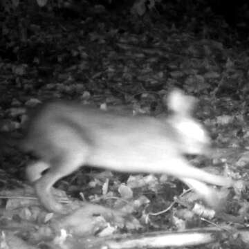 Image of Japanese Hare