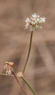 Eriogonum nudum var. nudum resmi