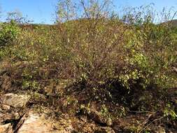 Sivun Phyllanthus reticulatus var. reticulatus kuva