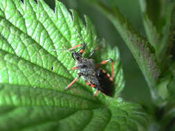 Plancia ëd Rhynocoris annulatus (Linnaeus 1758)