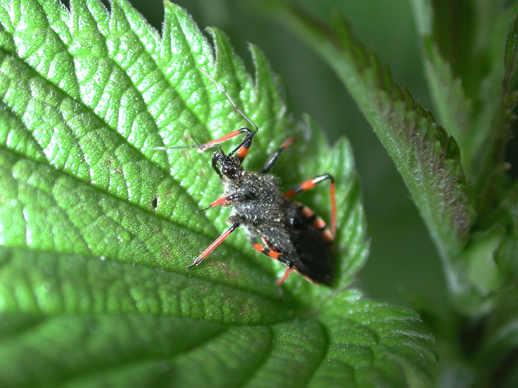 Plancia ëd Rhynocoris annulatus (Linnaeus 1758)