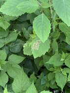 Image of Jewelweed Leafminer