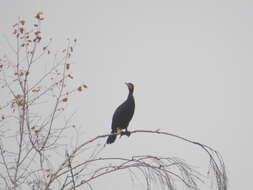 Image of Black Shag