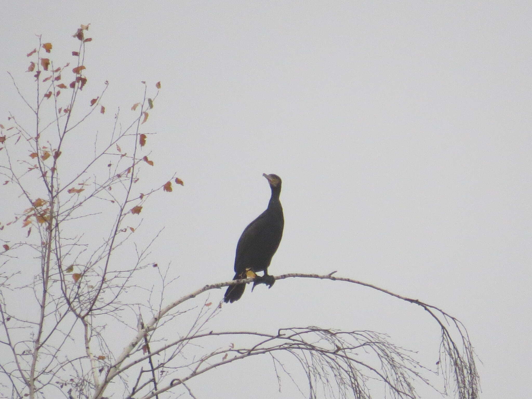 Image of Black Shag