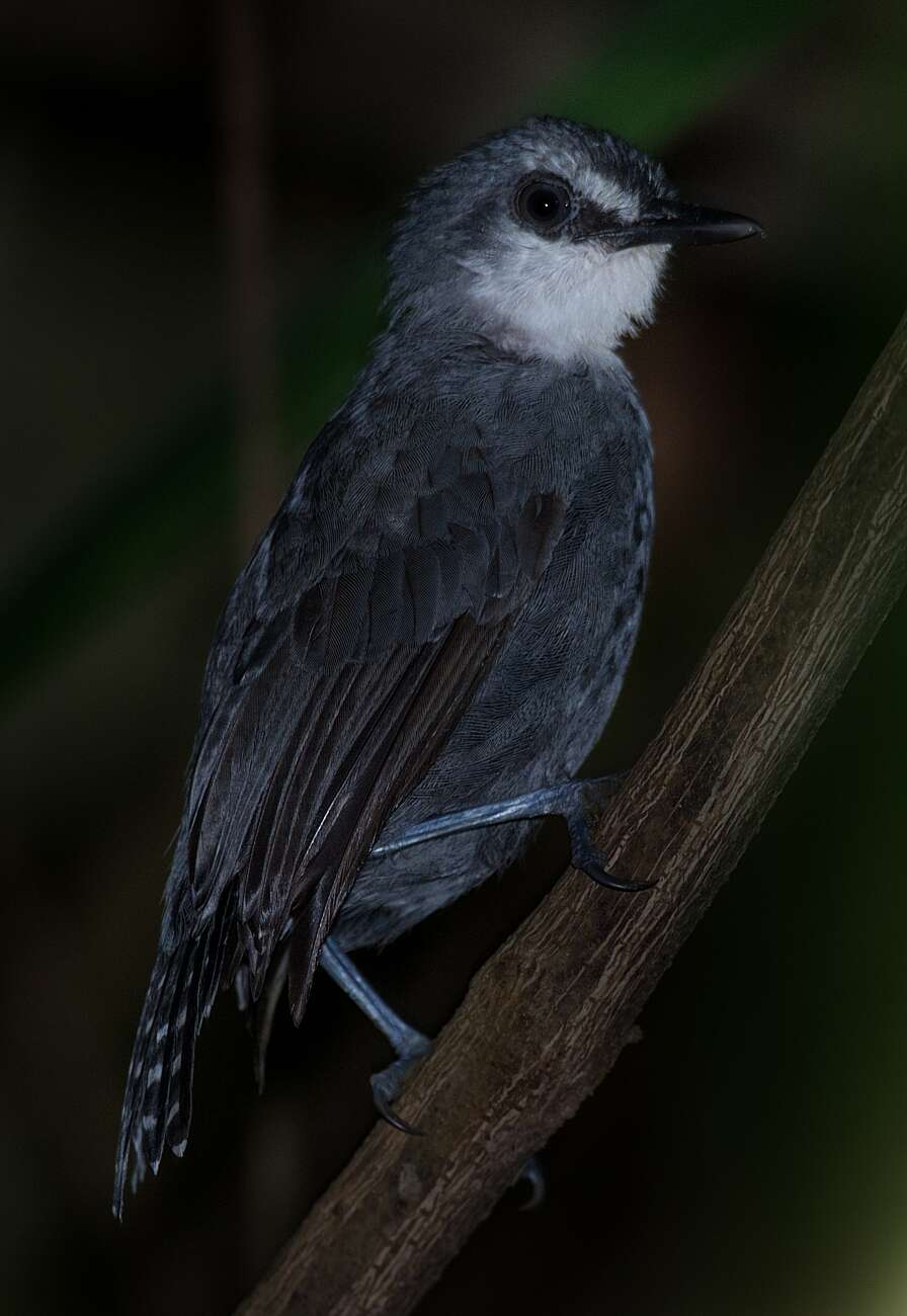 Image of White-throated Antbird