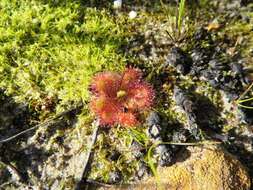 Imagem de Drosera trinervia Spreng.