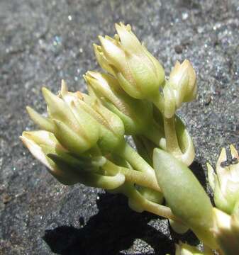 Image of Sedum paradisum subsp. paradisum