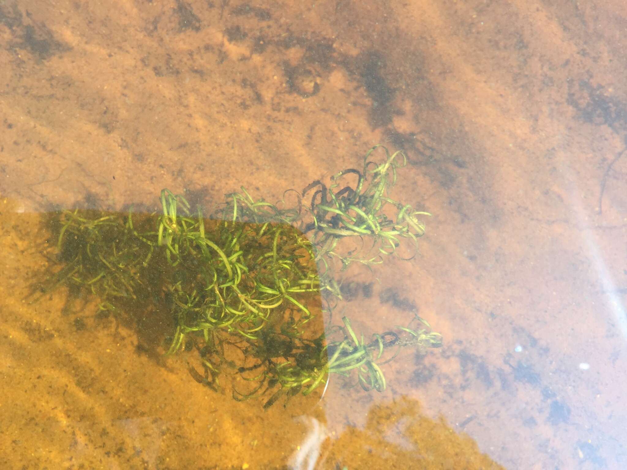 Sivun Potamogeton spirillus Tuck. kuva