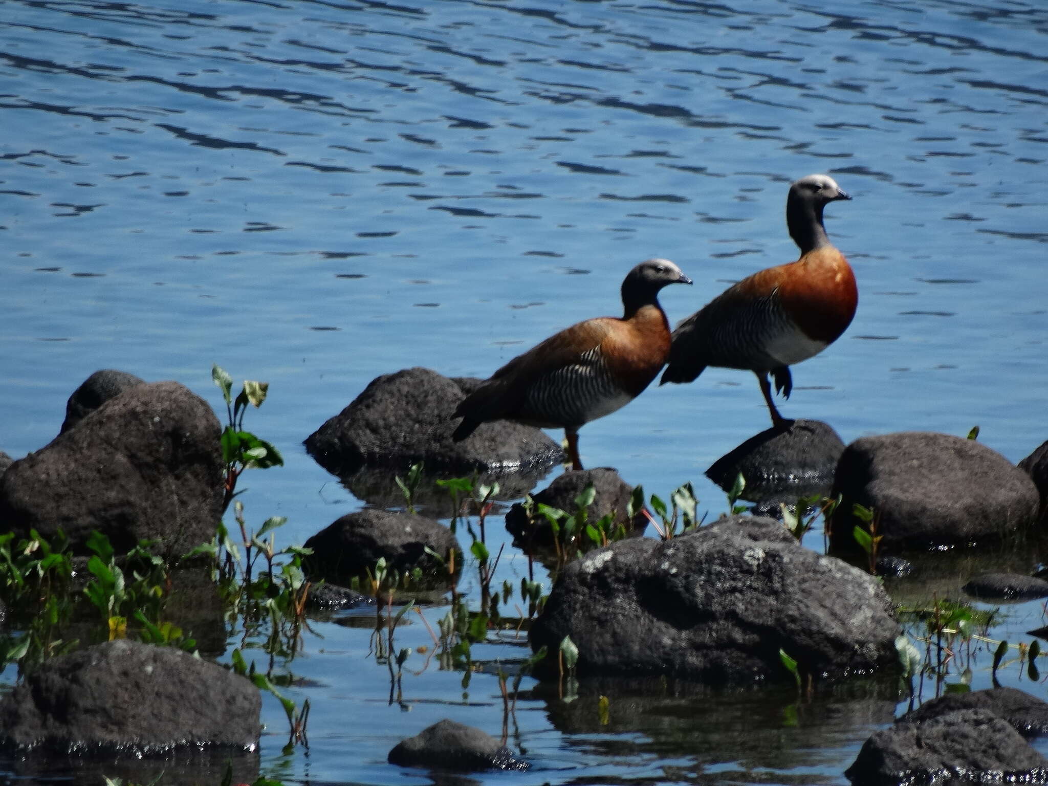 Image of Ashy-headed Goose