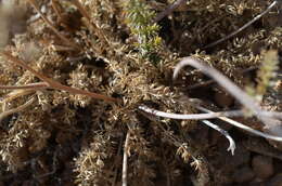 Image de Schtschurowskia meifolia Regel & Schmalh.