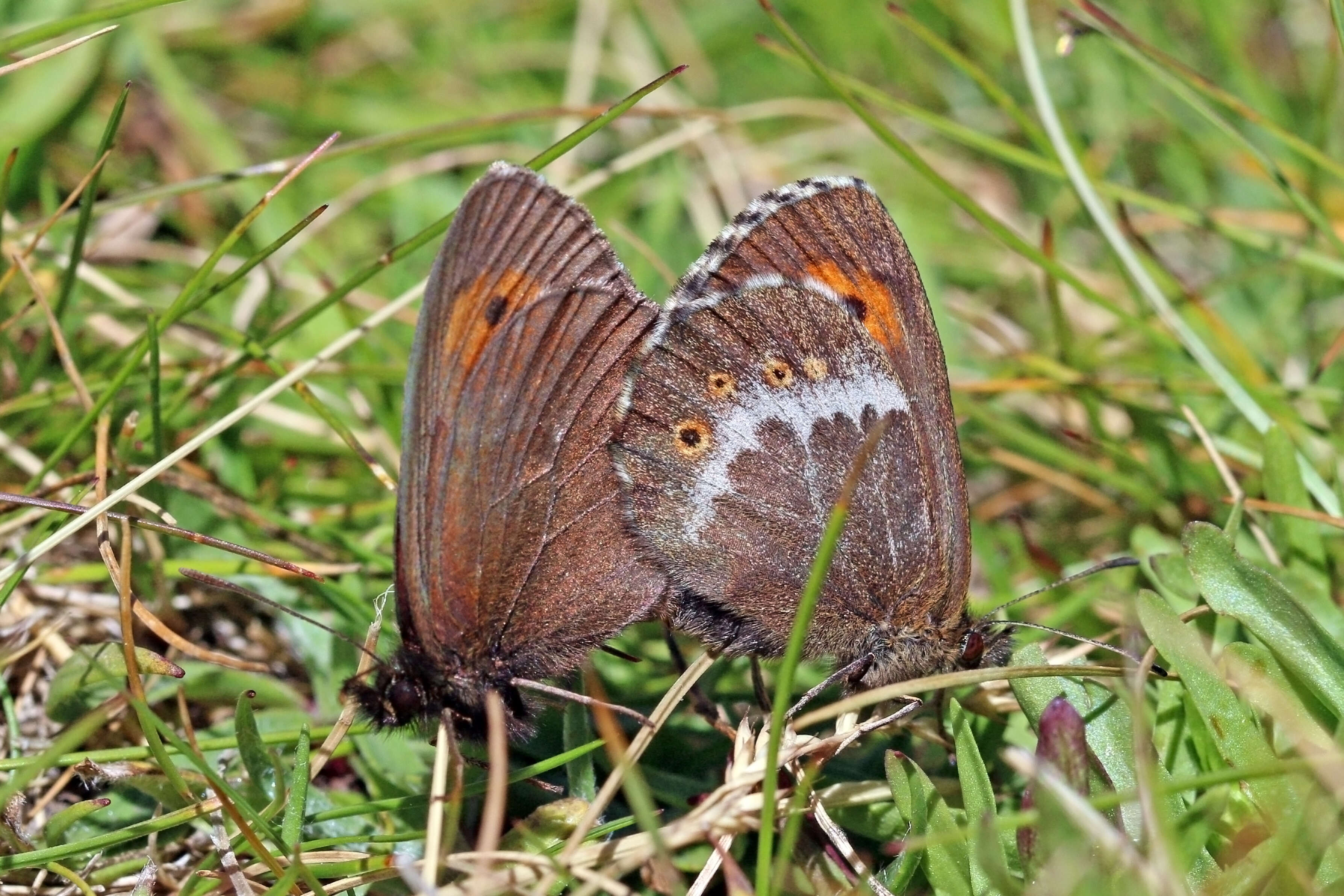 Image of Erebia euryale Esper 1777