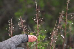 Image of San Diego buckbrush