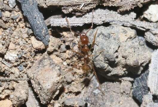 Слика од Aphaenogaster longiceps (Smith 1858)