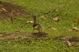 Image of Bicolored Wren