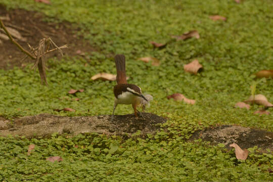 Image of Bicolored Wren