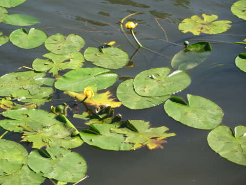 Image of Yellow Water-lily