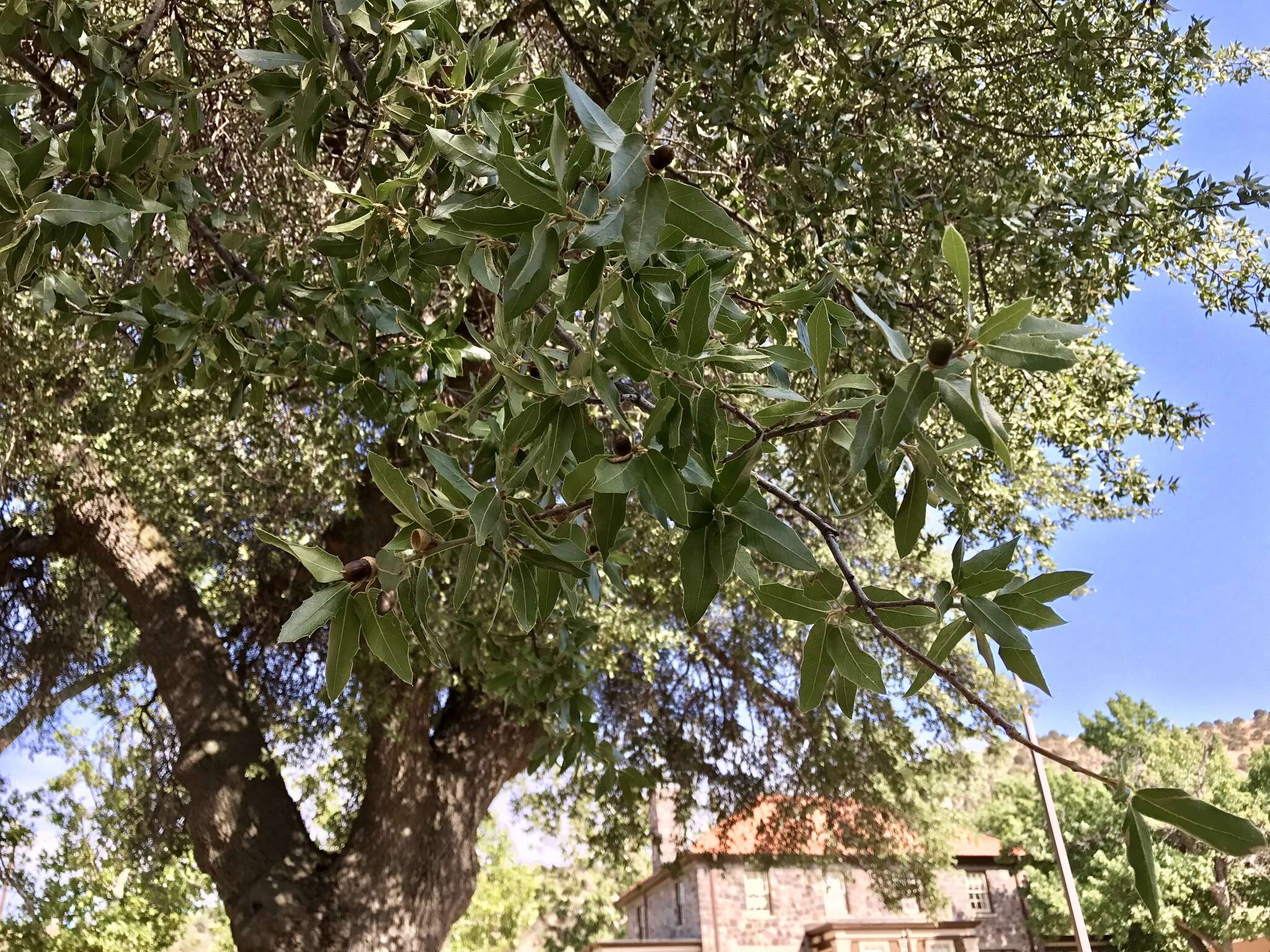 Image of Emory Oak