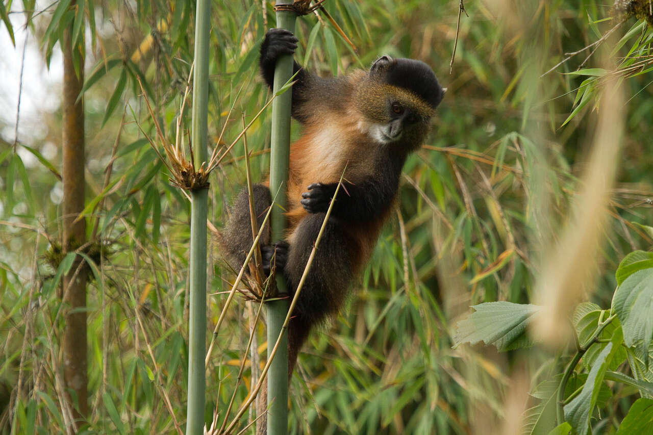 Image of Golden monkey