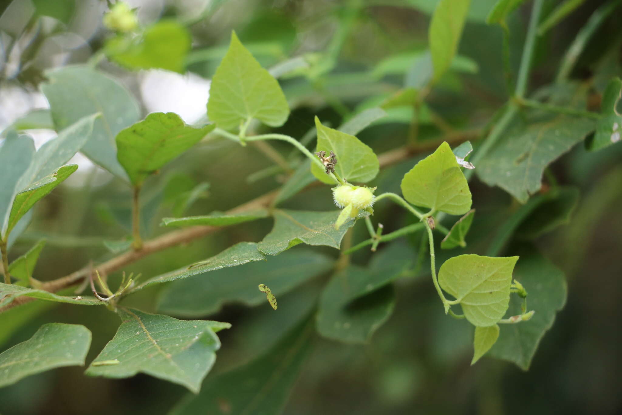 Image of Thunbergia dregeana Nees