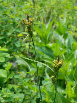 Imagem de Carex raynoldsii Dewey