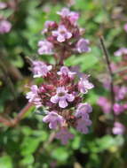 Image of Large Thyme