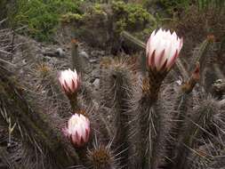 Image de Echinopsis deserticola (Werderm.) H. Friedrich & G. D. Rowley