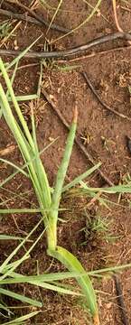 Image of Albuca virens subsp. virens