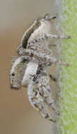 Image of Habronattus conjunctus (Banks 1898)