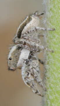 Image of Habronattus conjunctus (Banks 1898)