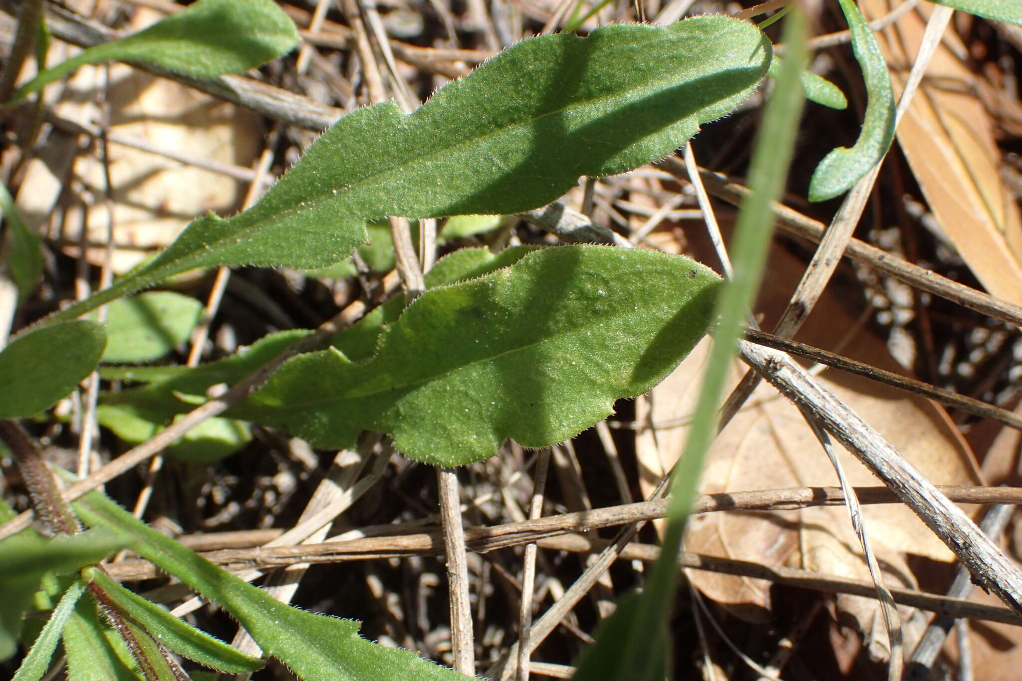 Image of Geiser's fleabane