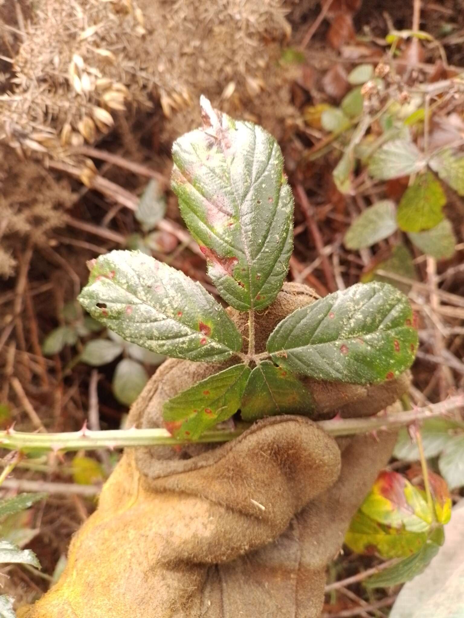 Image of Rubus amplificatus Lees