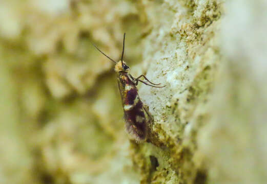 Imagem de Micropterix vulturensis Heath 1981