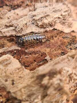 Image of Armadillidium pulchellum (Zenker 1798)